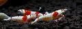CARIDINA_PRL [PURE RED LINE]